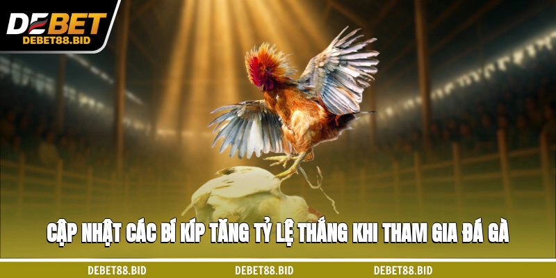 Cập nhật các bí kíp tăng tỷ lệ thắng khi tham gia đá gà