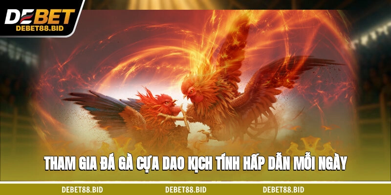 Tham gia đá gà cựa dao kịch tính, hấp dẫn mỗi ngày