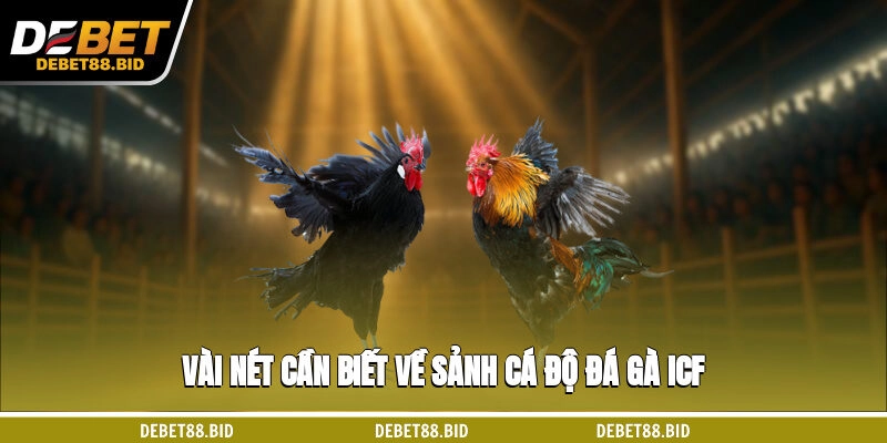Vài nét cần biết về sảnh cá độ đá gà ICF